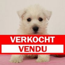 West Highland White Terrier 291124 F(BE2694) 240125 Verkocht - Vendu.jpg