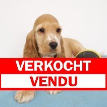 cocker vendu - verkocht.jpg