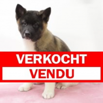 Amerikaanse Akita V 300924 (HU7914) 150125.JPG