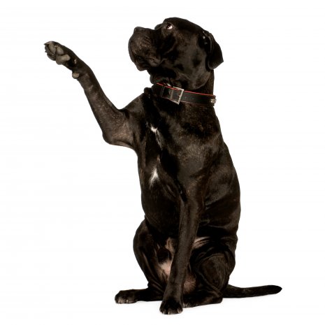 cane corso4.jpg