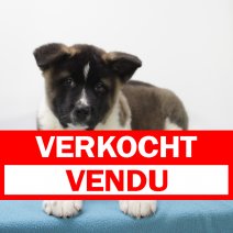 Amerikaanse Akita M 300924 (HU7913) 150125 verkocht - vendu.jpg