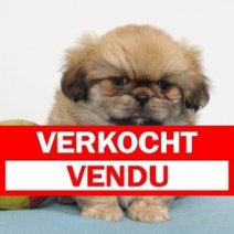 Pekingees 201024 M(BE8661) 211224 Verkocht - Vendu.jpg