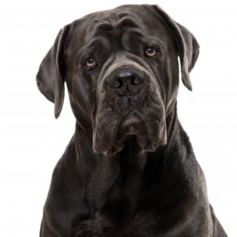 cane corso1