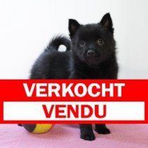 Schipperke 050124 (BE1787) 310125 Verkocht - Vendue.jpg