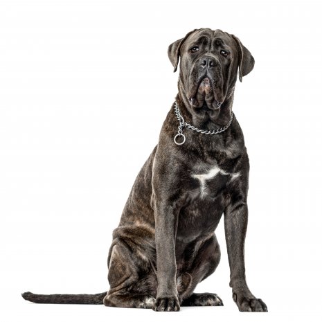 cane corso3