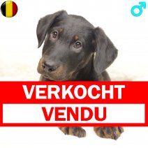 Beauceron 041124 M(BE0181) 050225 verkocht - vendu.jpg