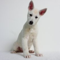 Berger Blanc Suisse