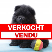 chow chow 111124(BE4637) 240125 verkocht - vendu.jpg