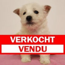 West Highland White Terrier 291124 F(BE2693) 240125 Verkocht - Vendu.jpg