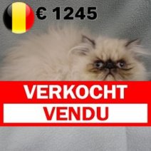 Himalayan 030924M(BE3441)  Verkocht - Vendu.jpg