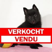 schipperke 051224 (BE1640) 310125 Verkocht - Vendu.jpg