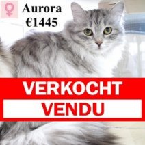 Siberische Kat Aurora 240524 F(CZ7479) 030225 Verkocht - Vendu.jpg