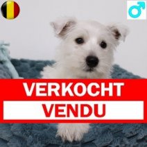 West Highland White Terrier 291124 M(BE2733) 120225 Verkocht - Vendu.jpg