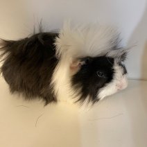 cavia cobaye 140225 (1).jpg