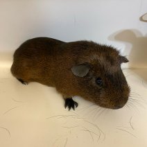cavia cobaye 140225 (2).jpg