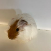 cavia cobaye 140225 (3).jpg