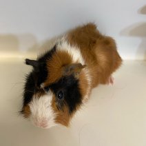 cavia cobaye 140225 (4) foto 2.jpg