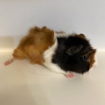 cavia cobaye 140225 (4).jpg