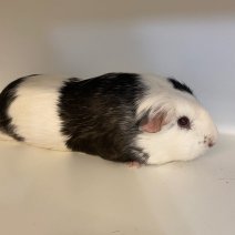cavia cobaye 140225 (5) foto 2.jpg