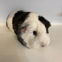 cavia cobaye 140225 (5).jpg