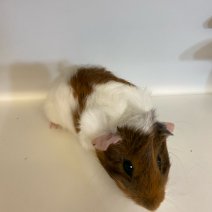 cavia cobaye 140225 (6).jpg