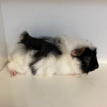 cavia cobaye 140225 (7).jpg