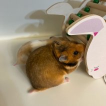 hamster 140225 (1).jpg