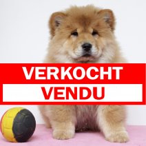 Chow Chow 111124 F(BE4545) 070225 verkocht - vendu.jpg