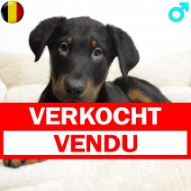 Beauceron 041124 M(BE1382) 050225 verkocht - vendu.jpg