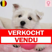 West Highland White Terrier 291124 F(BE2641) 120225 verkocht - vendu.jpg