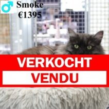 Siberische Kat Smoke 240524 M(CZ9494) 030225 Vencu - Verkocht.jpg