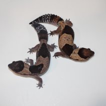 vetstaartgecko 190225.JPG
