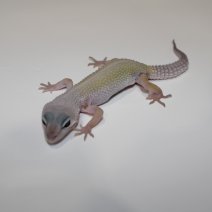 luipaardgecko 190225.JPG