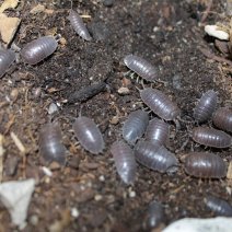 isopodes 3.JPG