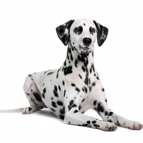 dalmatien3.jpg