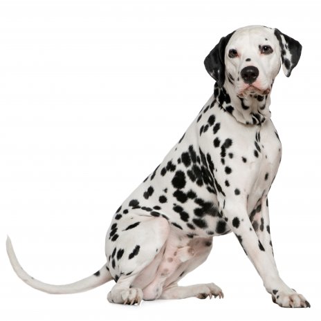 dalmatien4.jpg