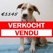 amerikaanse staffordshire terrier 311024 M(HU7962) 190225 verkocht - vendu.jpg