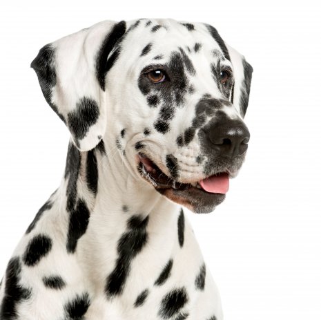 dalmatien