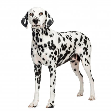 dalmatien2