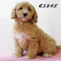 cockapoo 311024 V (HU7974) 190225.jpg