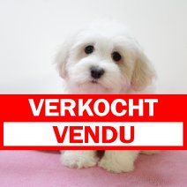 maltezer 111224 (BE1913) 210225 verkocht - vendu.jpg