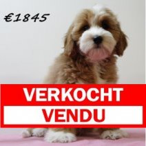 cockapoo 311024 V (HU7973) 190225 Verkocht - Vendu.jpg