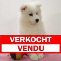 Samojeed 261024 F(BE8274) 271224 Verkocht - Vendu.jpg