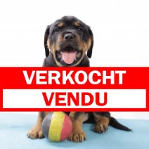 Rottweiler M 151124 (BE2700) 150125 verkocht - vendu.jpg