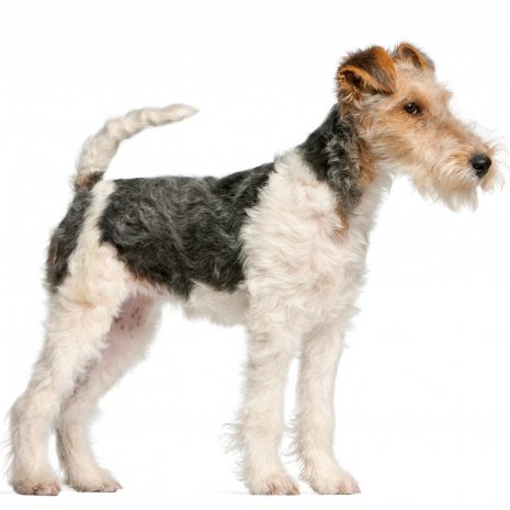 fox terrier.jpg