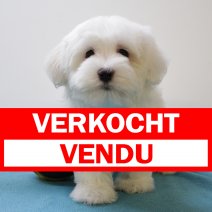 maltezer 111224 (BE1919) 210225 verkocht - vendu.jpg
