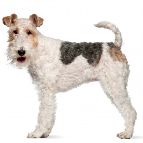 fox terrier1.jpg