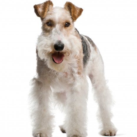 fox terrier2.jpg