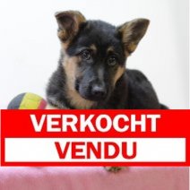 duitse herder 011224 F (BE3579) 210225 Verkocht - Vendu.jpg