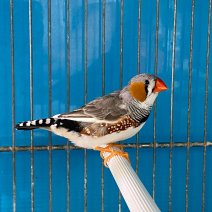 zebravink 250225 (1).jpg
